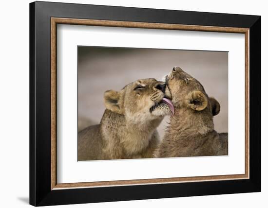 African lion lioness licking cub, Sabi Sand GR, South Africa-Christophe Courteau-Framed Photographic Print