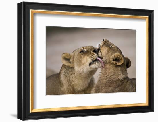 African lion lioness licking cub, Sabi Sand GR, South Africa-Christophe Courteau-Framed Photographic Print