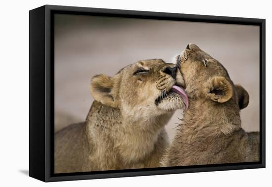 African lion lioness licking cub, Sabi Sand GR, South Africa-Christophe Courteau-Framed Premier Image Canvas