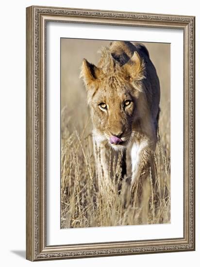 African Lion Male Juvenile-Tony Camacho-Framed Photographic Print