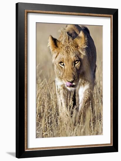 African Lion Male Juvenile-Tony Camacho-Framed Photographic Print