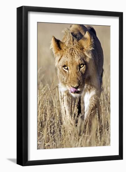 African Lion Male Juvenile-Tony Camacho-Framed Photographic Print