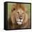 African Lion Male-null-Framed Premier Image Canvas