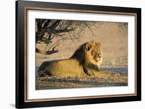 African Lion Male-Tony Camacho-Framed Photographic Print