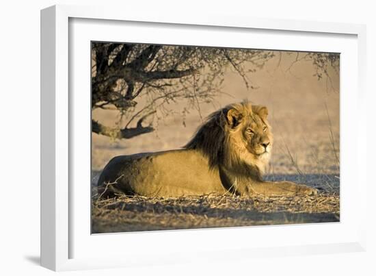 African Lion Male-Tony Camacho-Framed Photographic Print