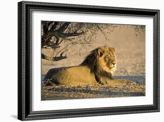 African Lion Male-Tony Camacho-Framed Photographic Print