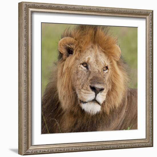 African Lion Male-null-Framed Photographic Print