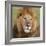 African Lion Male-null-Framed Photographic Print