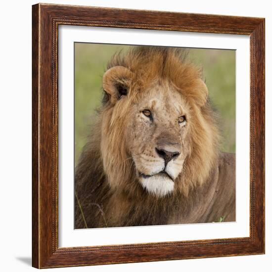 African Lion Male--Framed Photographic Print