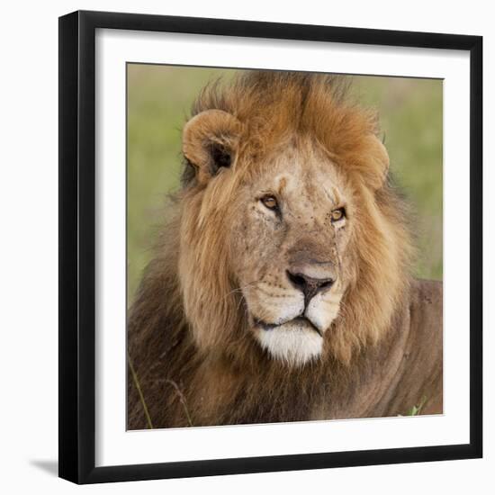 African Lion Male-null-Framed Photographic Print