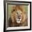 African Lion Male-null-Framed Photographic Print