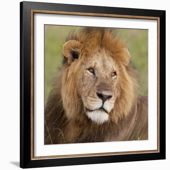 African Lion Male-null-Framed Photographic Print