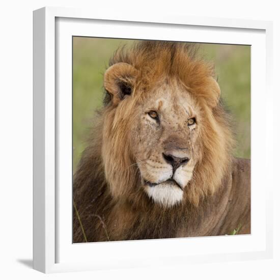 African Lion Male--Framed Photographic Print