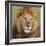 African Lion Male-null-Framed Photographic Print