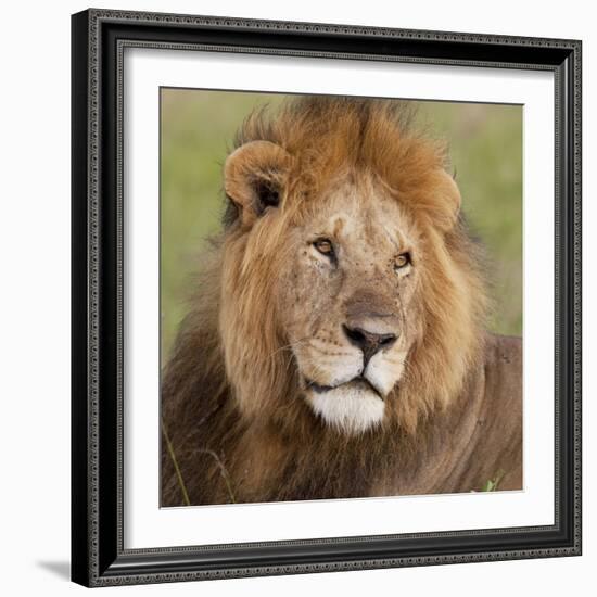 African Lion Male-null-Framed Photographic Print