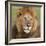 African Lion Male-null-Framed Photographic Print