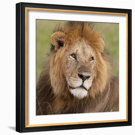 African Lion Male-null-Framed Photographic Print