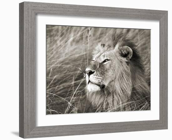 African lion, Masai Mara, Kenya-Frank Krahmer-Framed Art Print