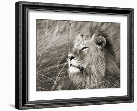 African lion, Masai Mara, Kenya-Frank Krahmer-Framed Art Print