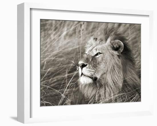 African lion, Masai Mara, Kenya-Frank Krahmer-Framed Art Print