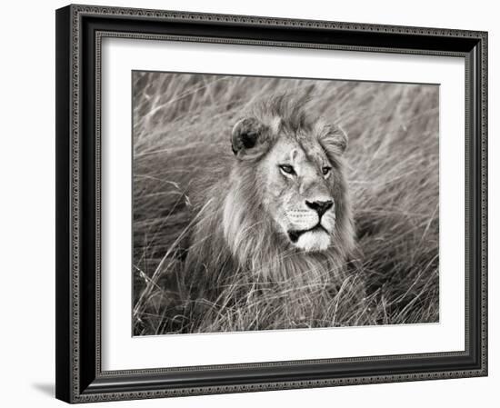 African lion, Masai Mara, Kenya-Frank Krahmer-Framed Art Print