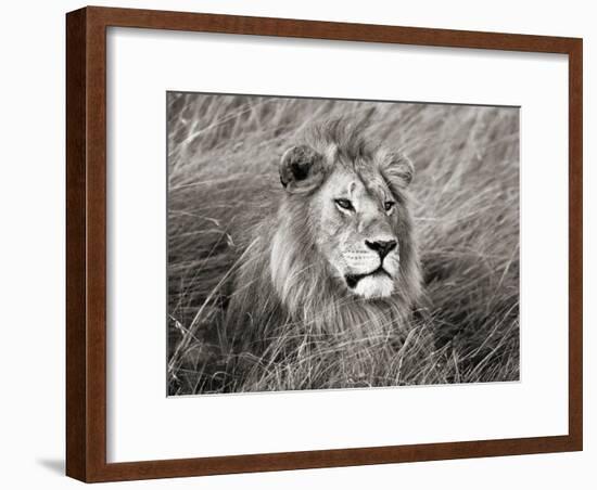 African lion, Masai Mara, Kenya-Frank Krahmer-Framed Art Print