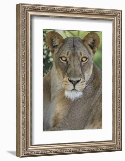 African lion, Mashatu Reserve, Botswana-Art Wolfe-Framed Photographic Print