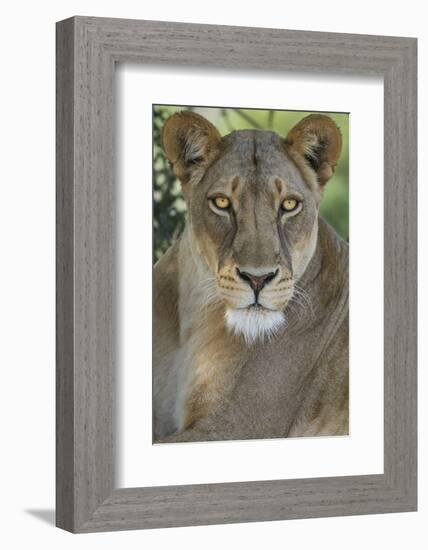 African lion, Mashatu Reserve, Botswana-Art Wolfe-Framed Photographic Print