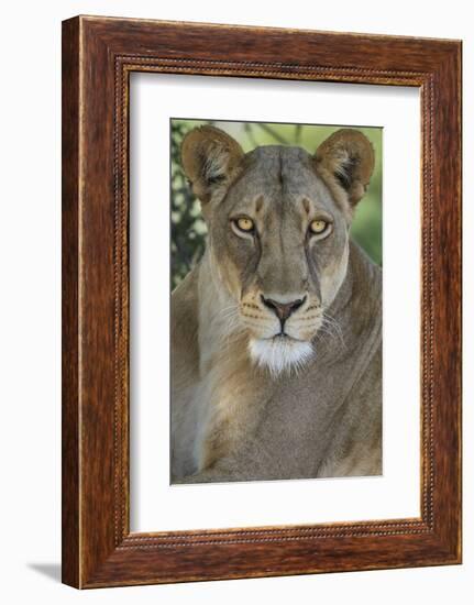 African lion, Mashatu Reserve, Botswana-Art Wolfe-Framed Photographic Print