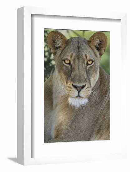 African lion, Mashatu Reserve, Botswana-Art Wolfe-Framed Photographic Print