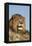 African Lion, Panthera Leo, African Savannah, Captive-Stuart Westmorland-Framed Premier Image Canvas