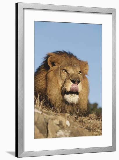 African Lion, Panthera Leo, African Savannah, Captive-Stuart Westmorland-Framed Photographic Print