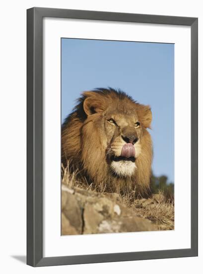 African Lion, Panthera Leo, African Savannah, Captive-Stuart Westmorland-Framed Photographic Print