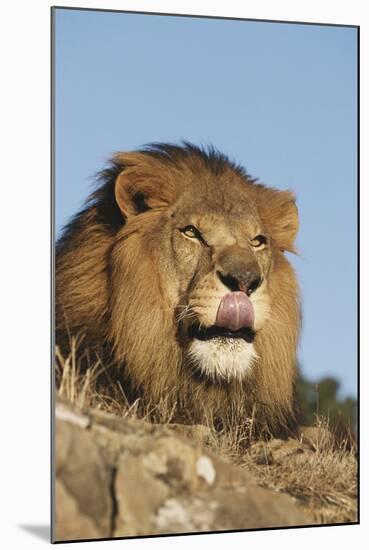 African Lion, Panthera Leo, African Savannah, Captive-Stuart Westmorland-Mounted Photographic Print