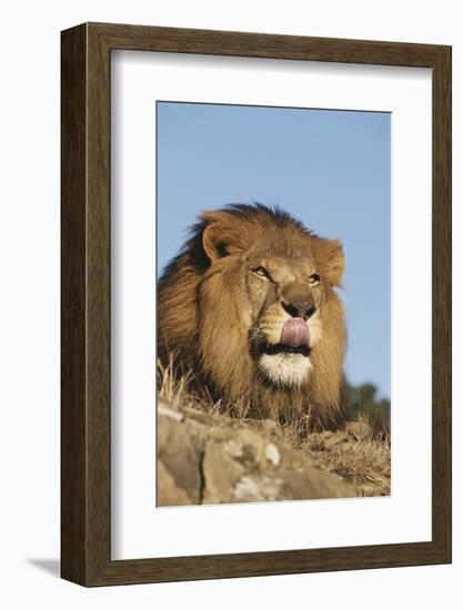 African Lion, Panthera Leo, African Savannah, Captive-Stuart Westmorland-Framed Photographic Print