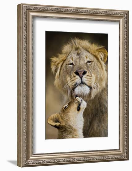 African Lion (Panthera Leo) Cub Reaches For A Moment Of Intimacy With Its Father-Neil Aldridge-Framed Photographic Print