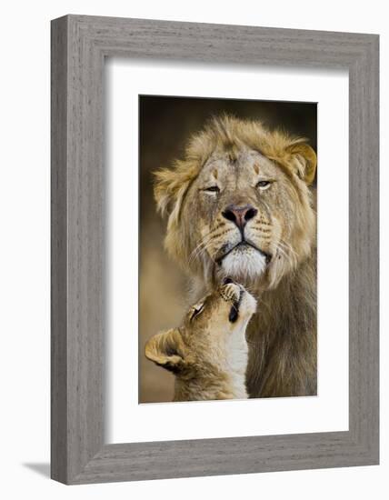 African Lion (Panthera Leo) Cub Reaches For A Moment Of Intimacy With Its Father-Neil Aldridge-Framed Photographic Print