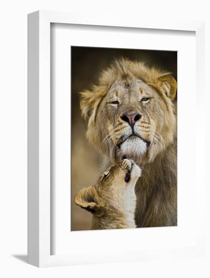 African Lion (Panthera Leo) Cub Reaches For A Moment Of Intimacy With Its Father-Neil Aldridge-Framed Photographic Print