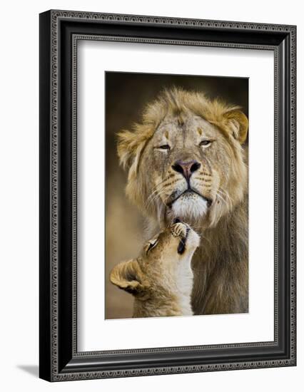 African Lion (Panthera Leo) Cub Reaches For A Moment Of Intimacy With Its Father-Neil Aldridge-Framed Photographic Print