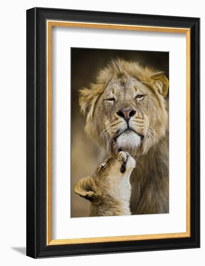 African Lion (Panthera Leo) Cub Reaches For A Moment Of Intimacy With Its Father-Neil Aldridge-Framed Photographic Print