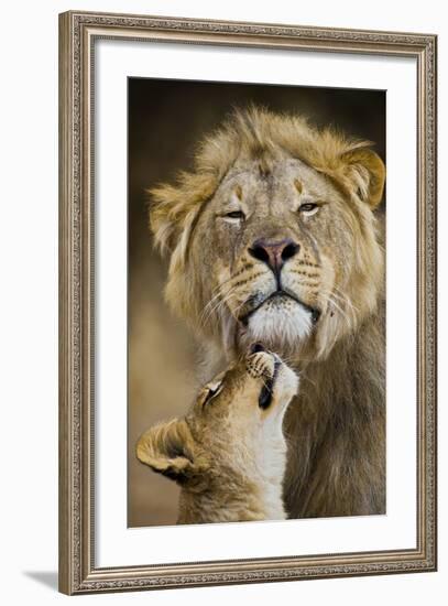 African Lion (Panthera Leo) Cub Reaches For A Moment Of Intimacy With Its Father-Neil Aldridge-Framed Photographic Print