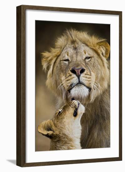 African Lion (Panthera Leo) Cub Reaches For A Moment Of Intimacy With Its Father-Neil Aldridge-Framed Photographic Print