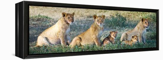 African Lion (Panthera Leo) Family in a Field, Ndutu, Ngorongoro Conservation Area, Tanzania-null-Framed Stretched Canvas