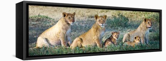 African Lion (Panthera Leo) Family in a Field, Ndutu, Ngorongoro Conservation Area, Tanzania-null-Framed Stretched Canvas