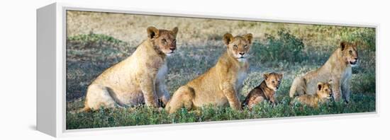 African Lion (Panthera Leo) Family in a Field, Ndutu, Ngorongoro Conservation Area, Tanzania-null-Framed Stretched Canvas