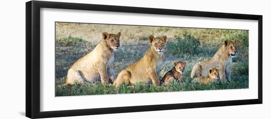 African Lion (Panthera Leo) Family in a Field, Ndutu, Ngorongoro Conservation Area, Tanzania-null-Framed Photographic Print