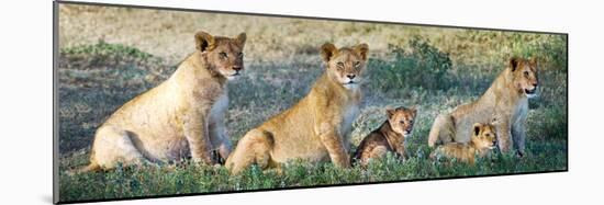 African Lion (Panthera Leo) Family in a Field, Ndutu, Ngorongoro Conservation Area, Tanzania-null-Mounted Photographic Print