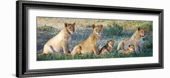 African Lion (Panthera Leo) Family in a Field, Ndutu, Ngorongoro Conservation Area, Tanzania-null-Framed Photographic Print