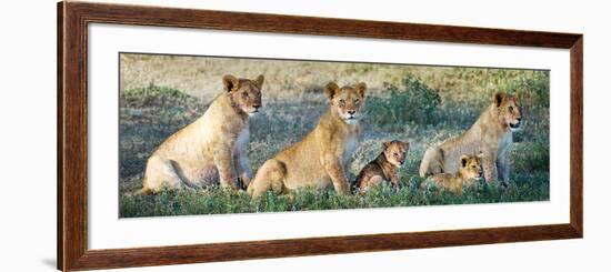 African Lion (Panthera Leo) Family in a Field, Ndutu, Ngorongoro Conservation Area, Tanzania-null-Framed Photographic Print