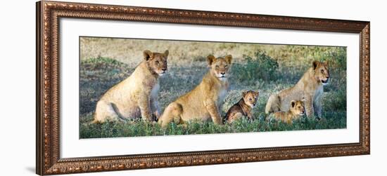 African Lion (Panthera Leo) Family in a Field, Ndutu, Ngorongoro Conservation Area, Tanzania-null-Framed Photographic Print